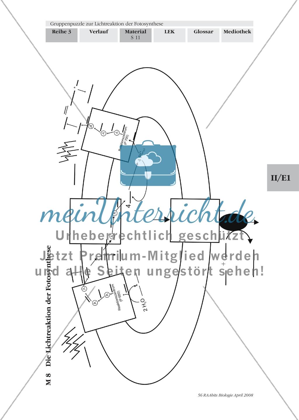 Gruppenpuzzle zur Lichtreaktion der Fotosynthese Preview 13