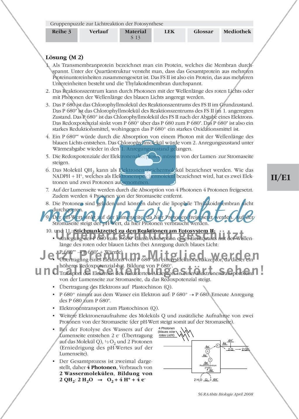 Gruppenpuzzle zur Lichtreaktion der Fotosynthese Preview 15
