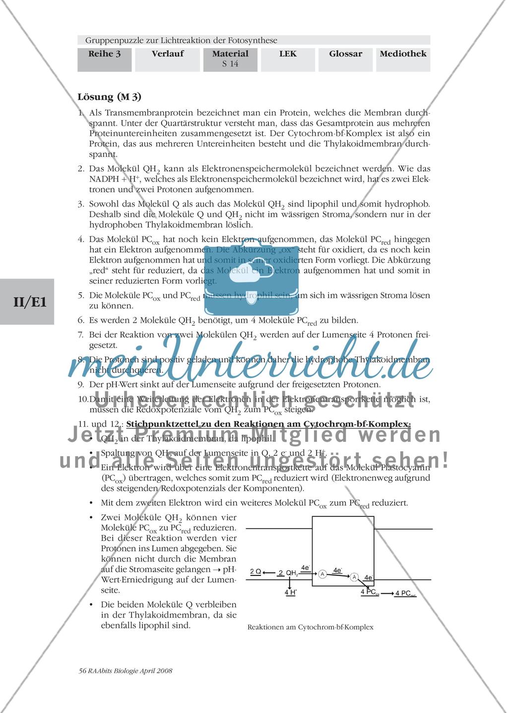Gruppenpuzzle zur Lichtreaktion der Fotosynthese Preview 16
