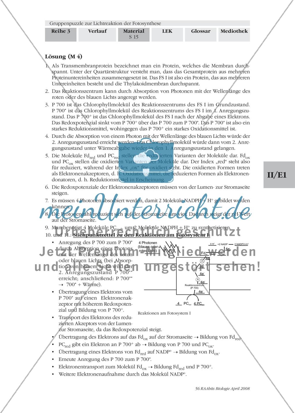 Gruppenpuzzle zur Lichtreaktion der Fotosynthese Preview 17
