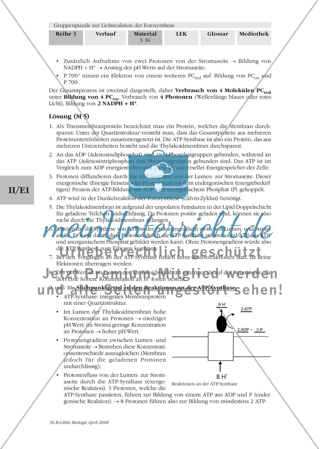 Gruppenpuzzle zur Lichtreaktion der Fotosynthese Preview 18