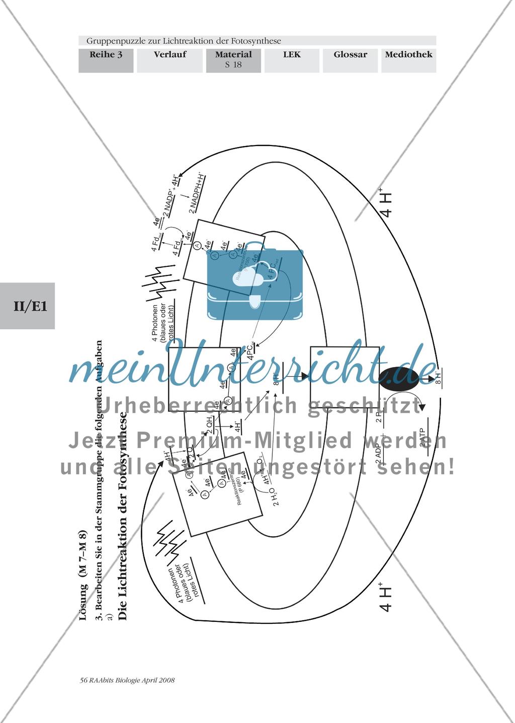 Gruppenpuzzle zur Lichtreaktion der Fotosynthese Preview 20