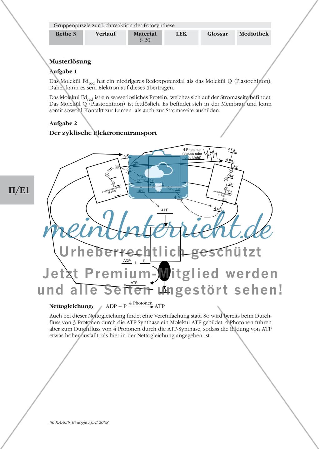 Gruppenpuzzle zur Lichtreaktion der Fotosynthese Preview 22