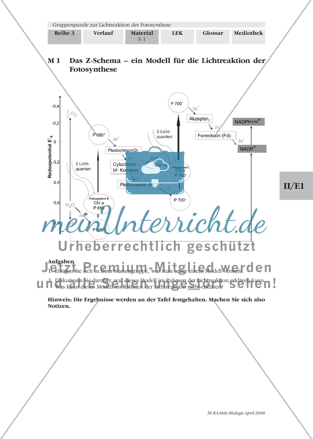 Gruppenpuzzle zur Lichtreaktion der Fotosynthese Preview 3