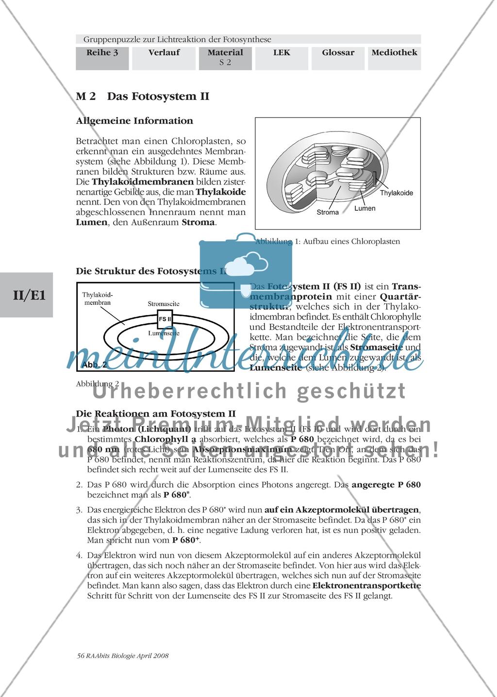 Gruppenpuzzle zur Lichtreaktion der Fotosynthese Preview 4