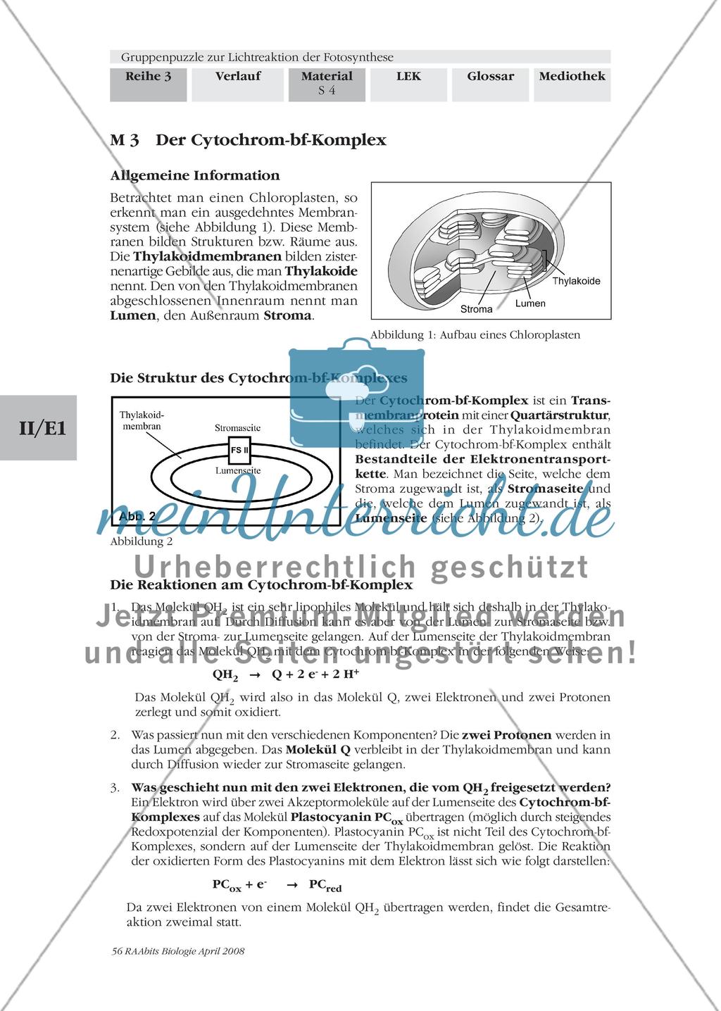 Gruppenpuzzle zur Lichtreaktion der Fotosynthese Preview 6