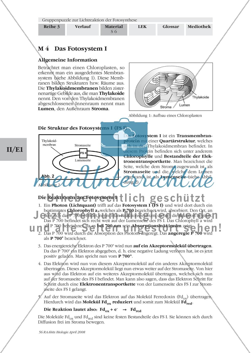 Gruppenpuzzle zur Lichtreaktion der Fotosynthese Preview 8