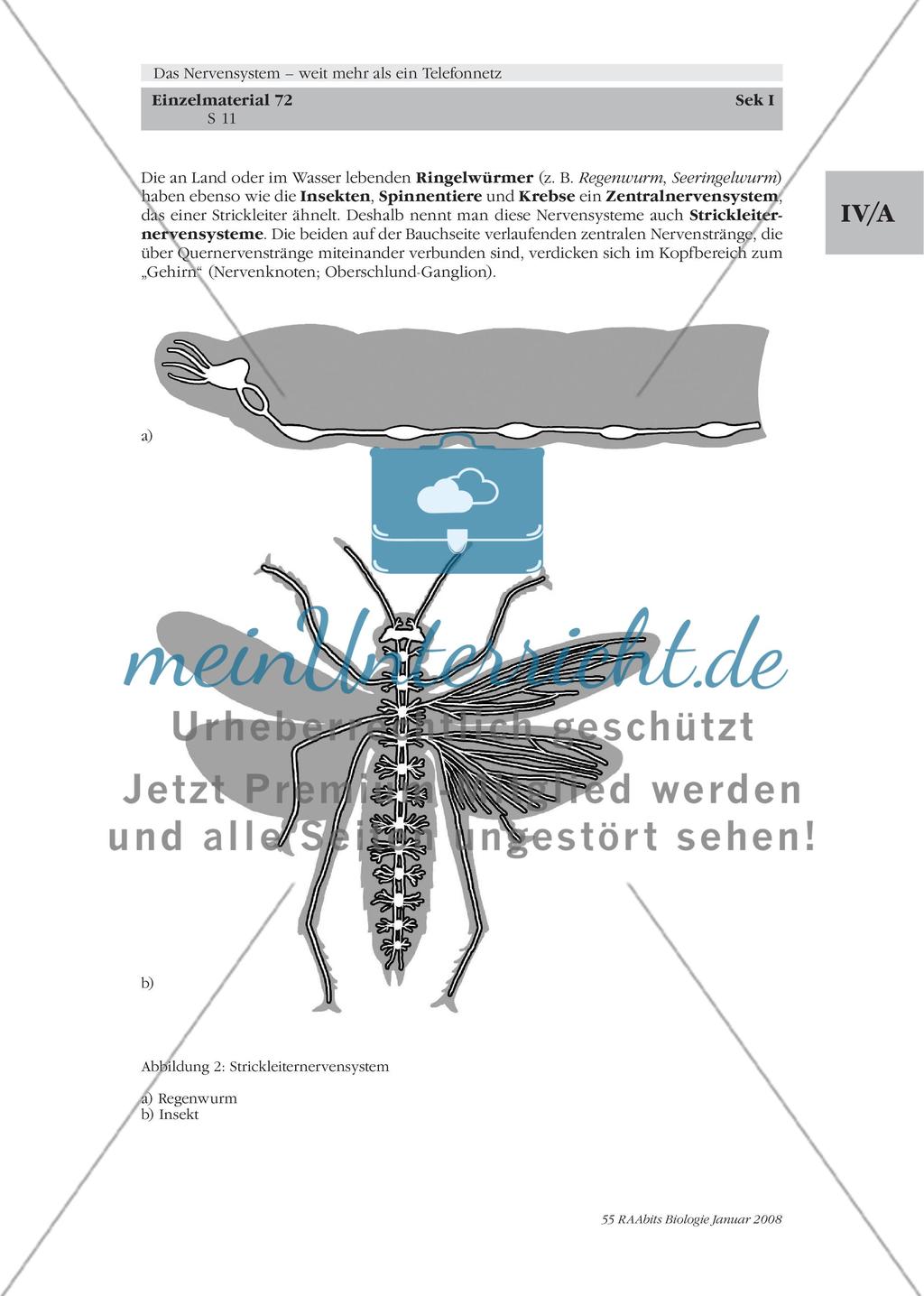 Stationenlernen, Lernzirkel, Gruppenarbeit Preview 5