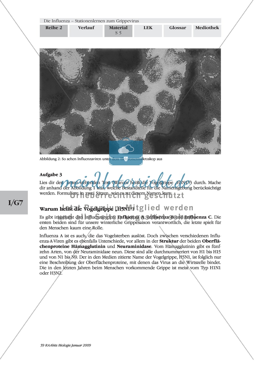 Definition, Beschreibung und Vermehrungskreislauf von Viren am Beispiel Influenza und Vogelgrippe: Textarbeit, Bildbeschreibung, Skizzieren, Eigenrecherche Preview 2