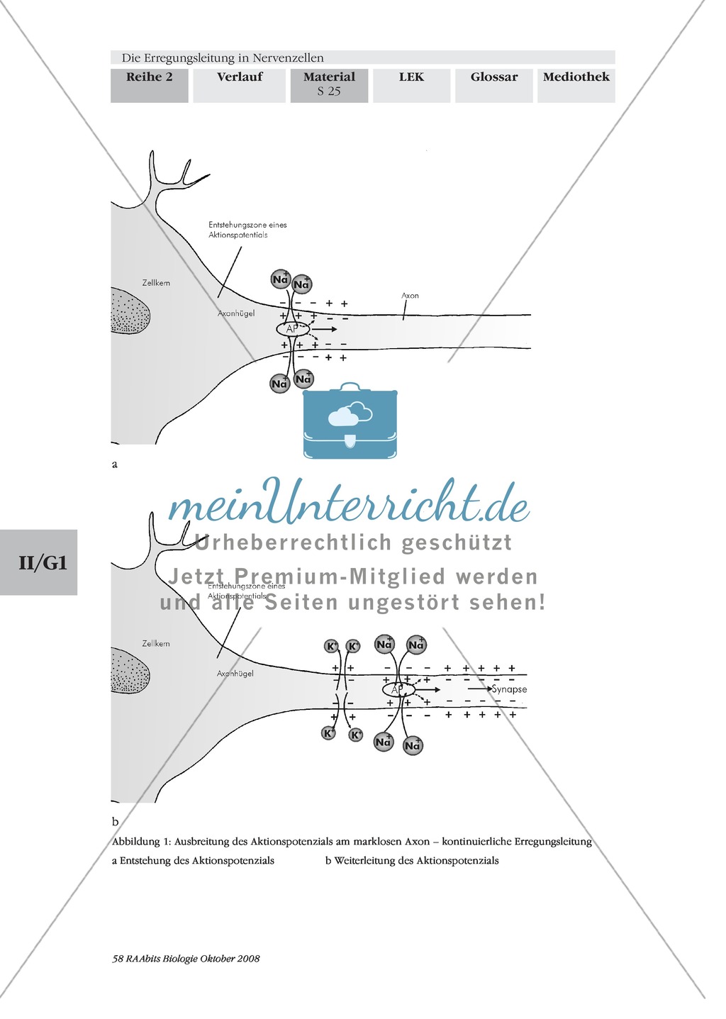 Die Erregungsleitung am Axon selbstständig erklären: Stärkung der Textarbeit und Kommunikationsfähigkeit im Biologie-Unterricht Preview 3