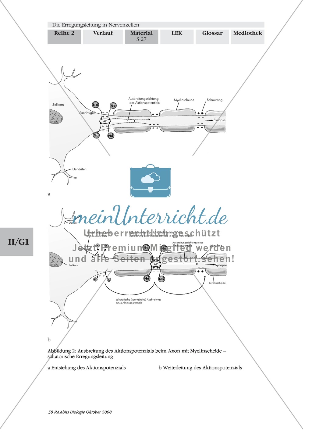 Die Erregungsleitung am Axon selbstständig erklären: Stärkung der Textarbeit und Kommunikationsfähigkeit im Biologie-Unterricht Preview 5