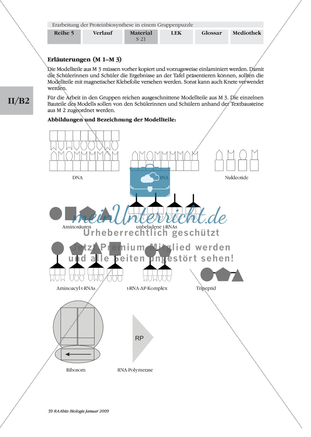 Einführung in die Proteinbiosynthese anhand eines Modells Preview 9
