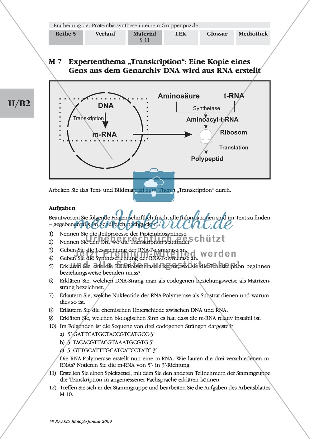 Die Teilprozesse der Proteinbiosynthese: Mini-Gruppenpuzzle Preview 1