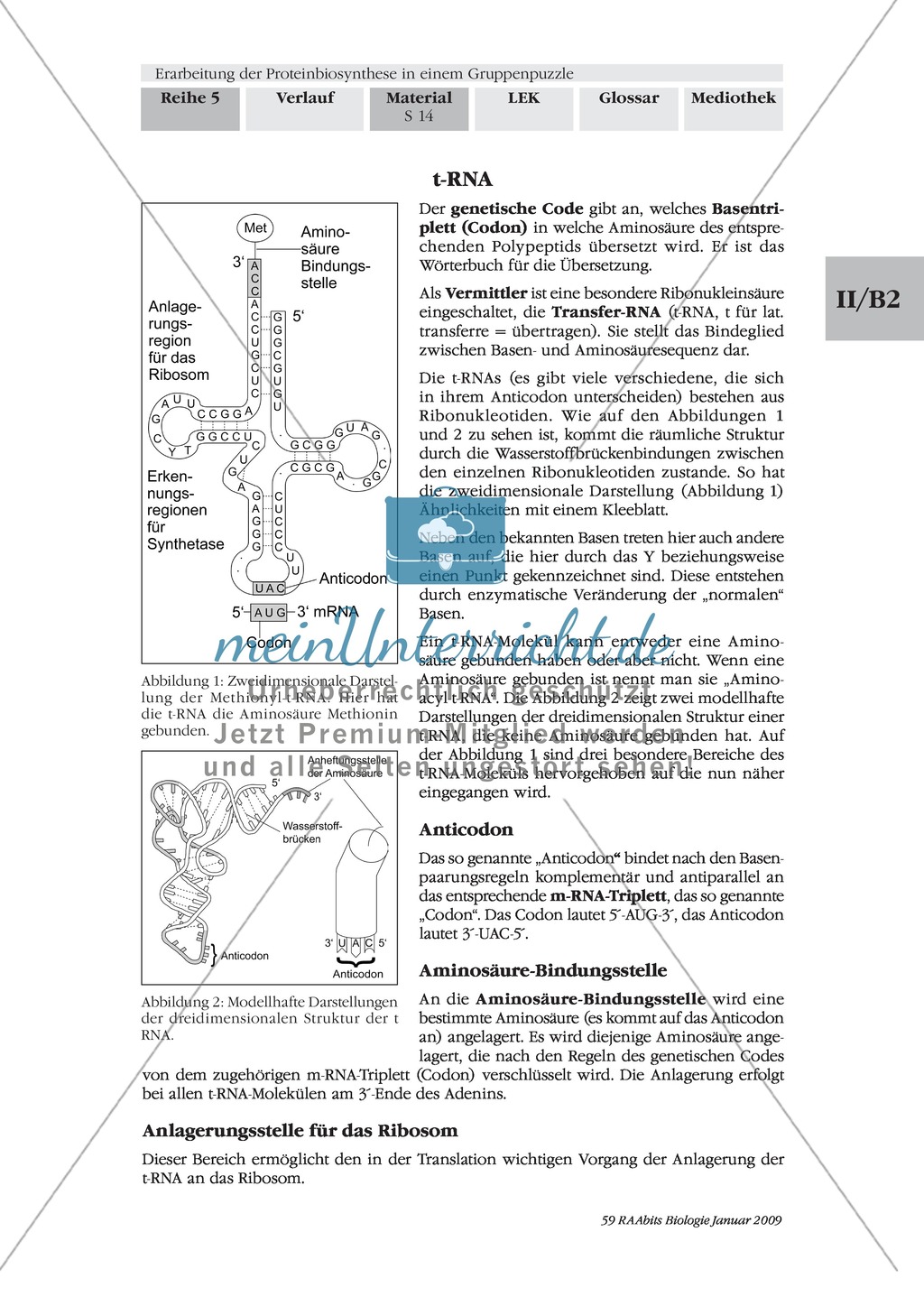 Die Teilprozesse der Proteinbiosynthese: Mini-Gruppenpuzzle Preview 4