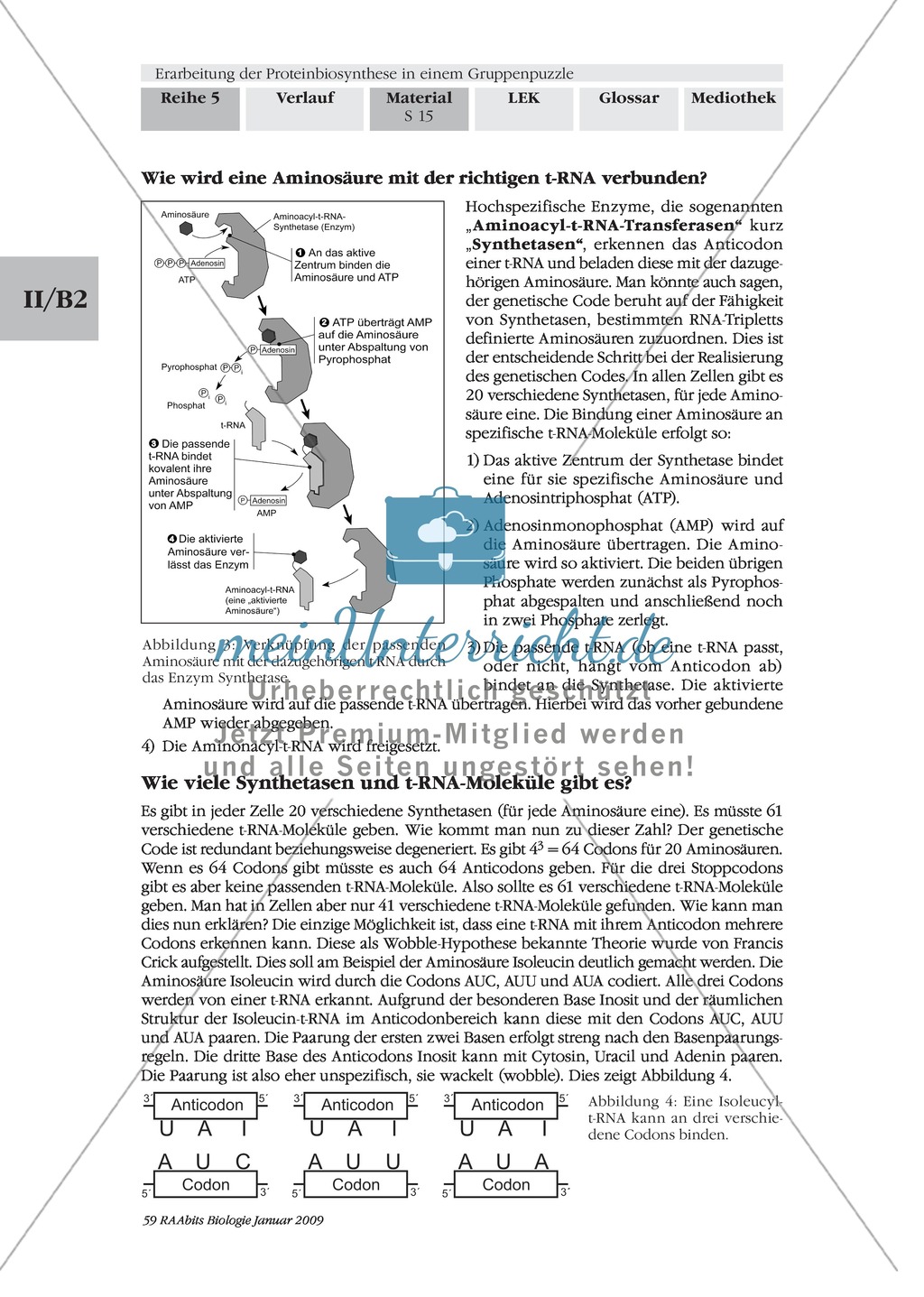 Die Teilprozesse der Proteinbiosynthese: Mini-Gruppenpuzzle Preview 5