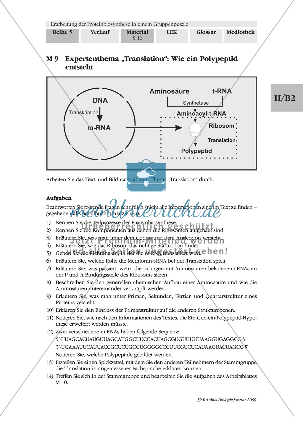 Die Teilprozesse der Proteinbiosynthese: Mini-Gruppenpuzzle Preview 6