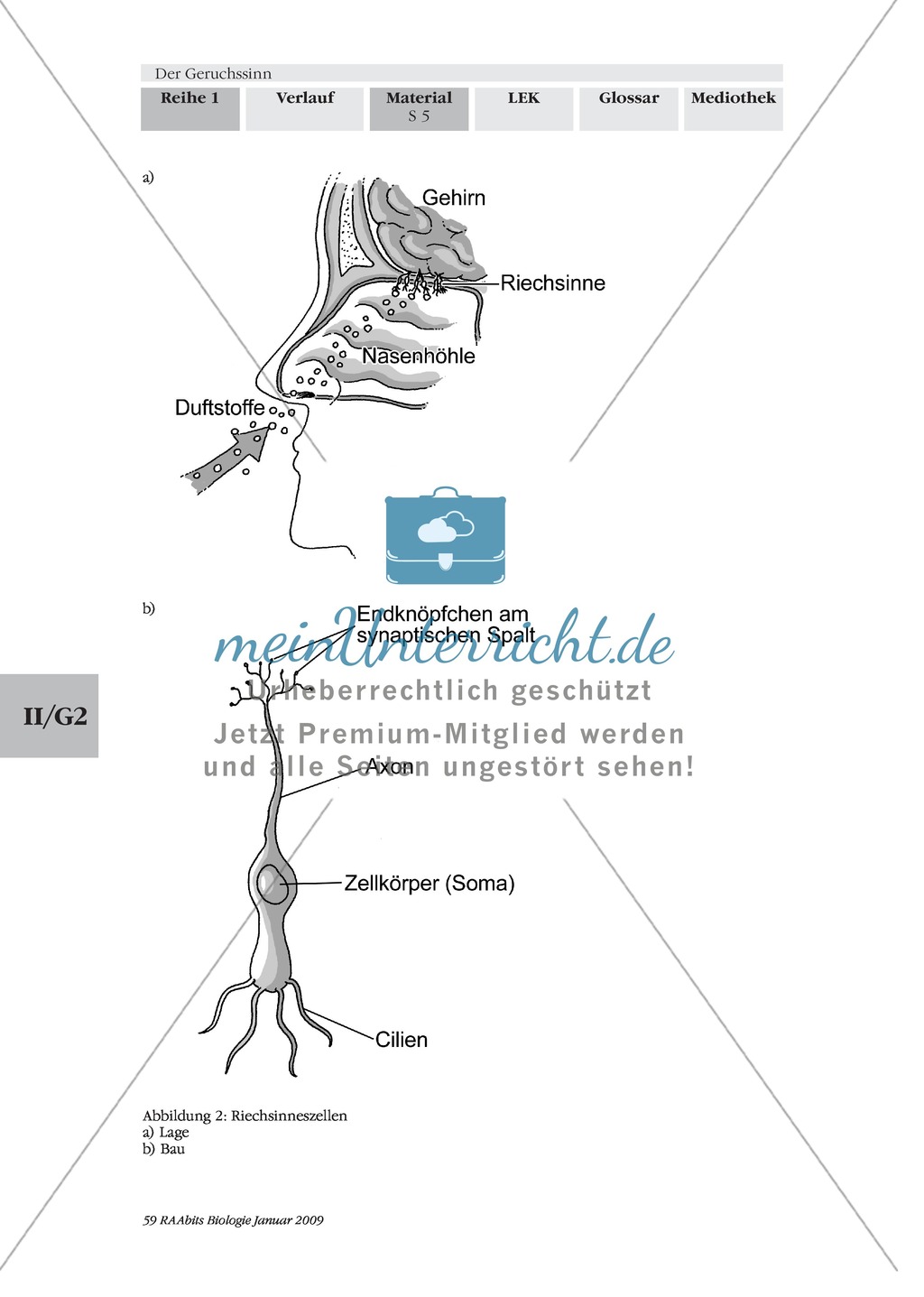 Geruchssinn: Funktion, Ablauf: Text Preview 2