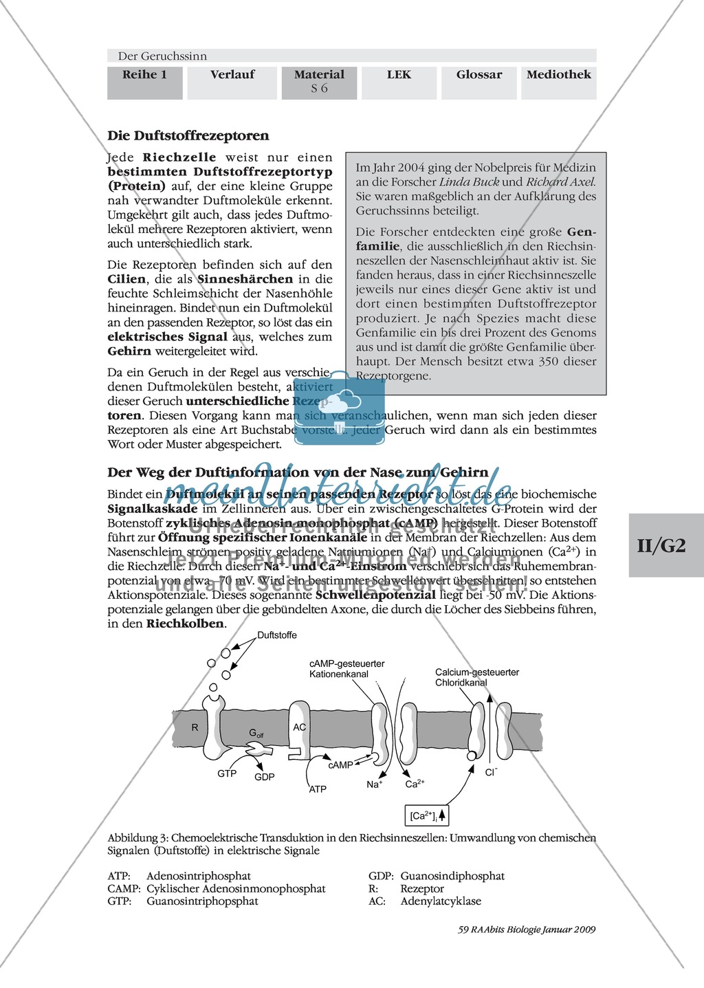 Geruchssinn: Funktion, Ablauf: Text Preview 3