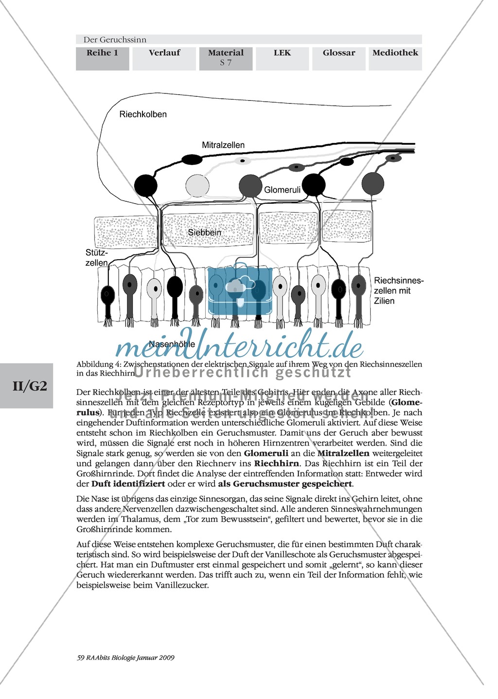 Geruchssinn: Funktion, Ablauf: Text Preview 4