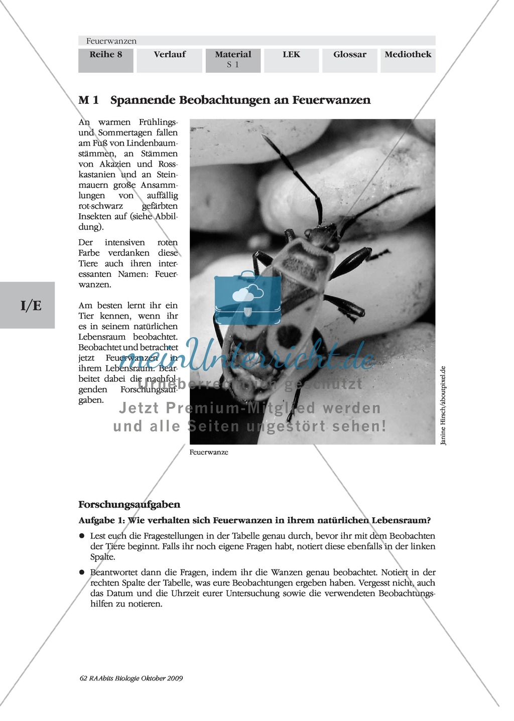 Feuerwanzen: Körperbau + Lebensweise Preview 1