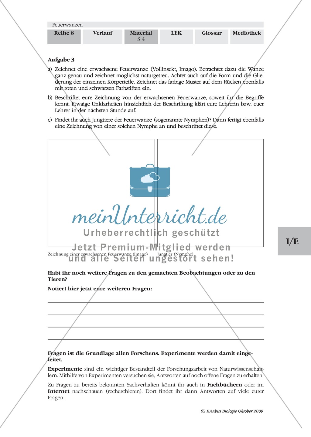 Feuerwanzen: Körperbau + Lebensweise Preview 4