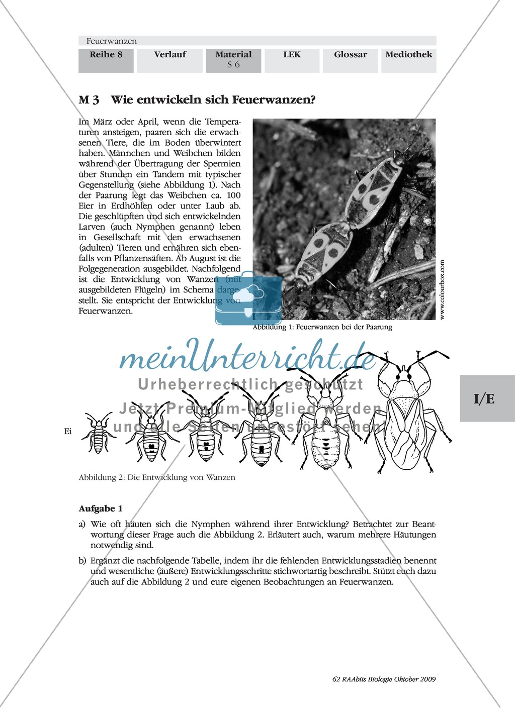 Feuerwanzen: Entwicklung Preview 1