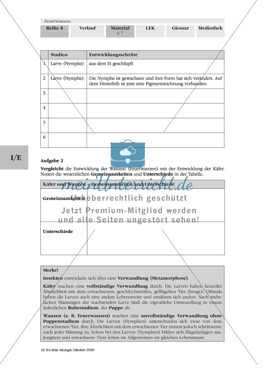 Feuerwanzen: Entwicklung Preview 2