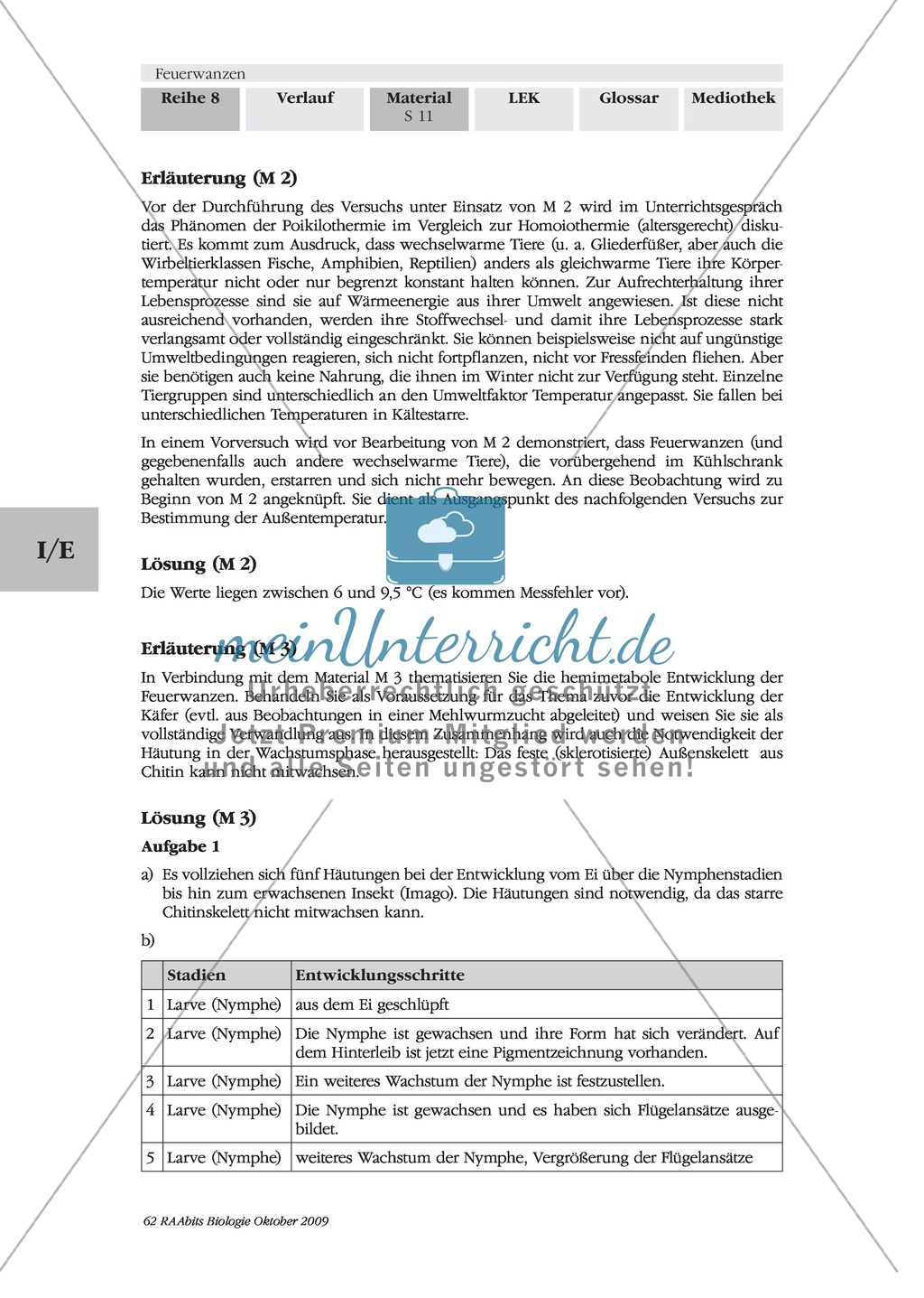 Feuerwanzen: Entwicklung Preview 3