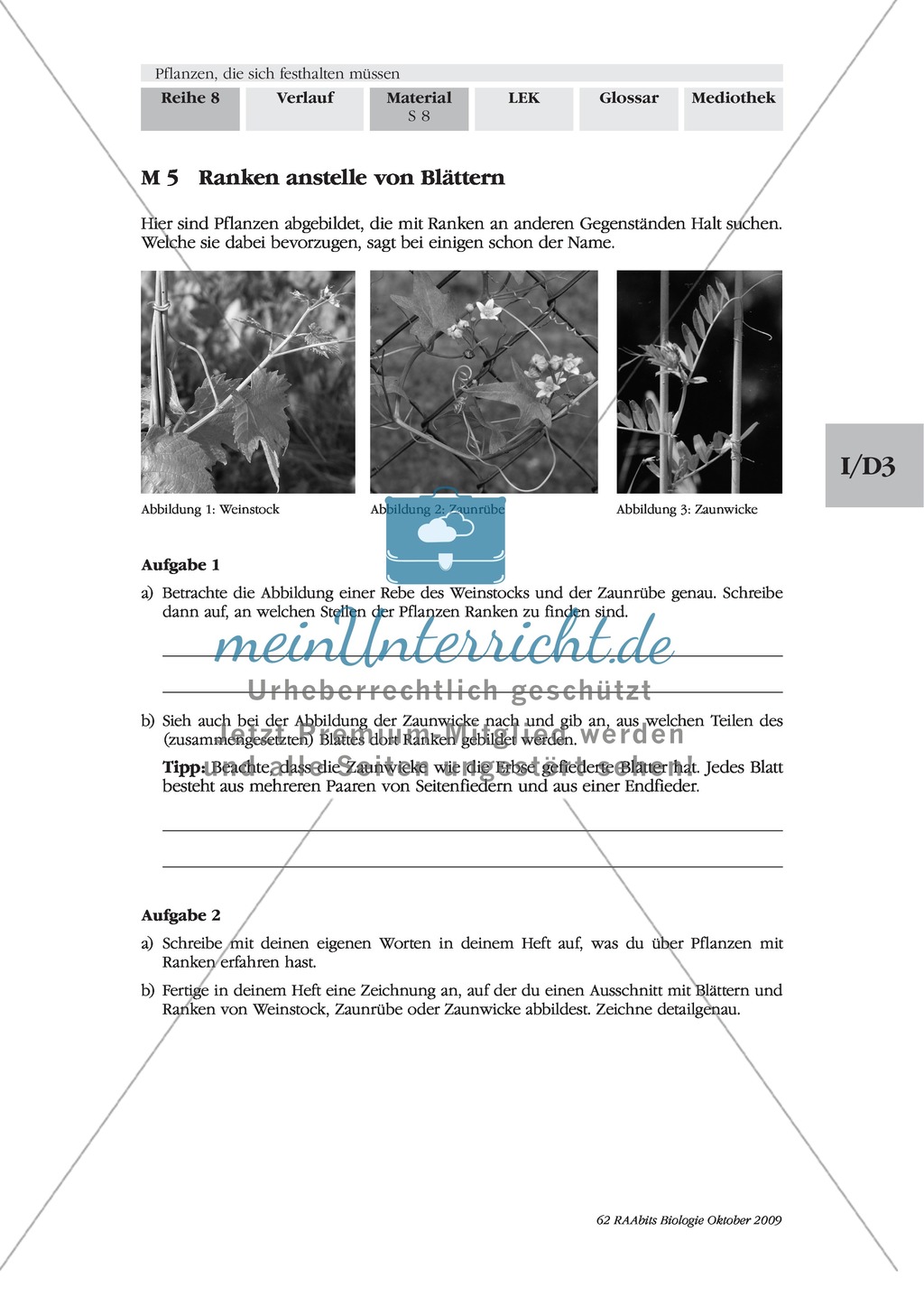 Kletterpflanzen: Ranken als Kletterorgane Preview 3