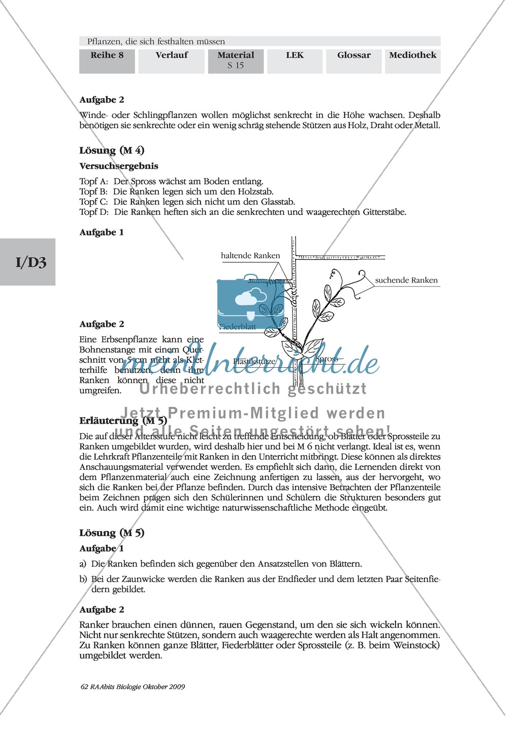 Kletterpflanzen: Ranken als Kletterorgane Preview 4