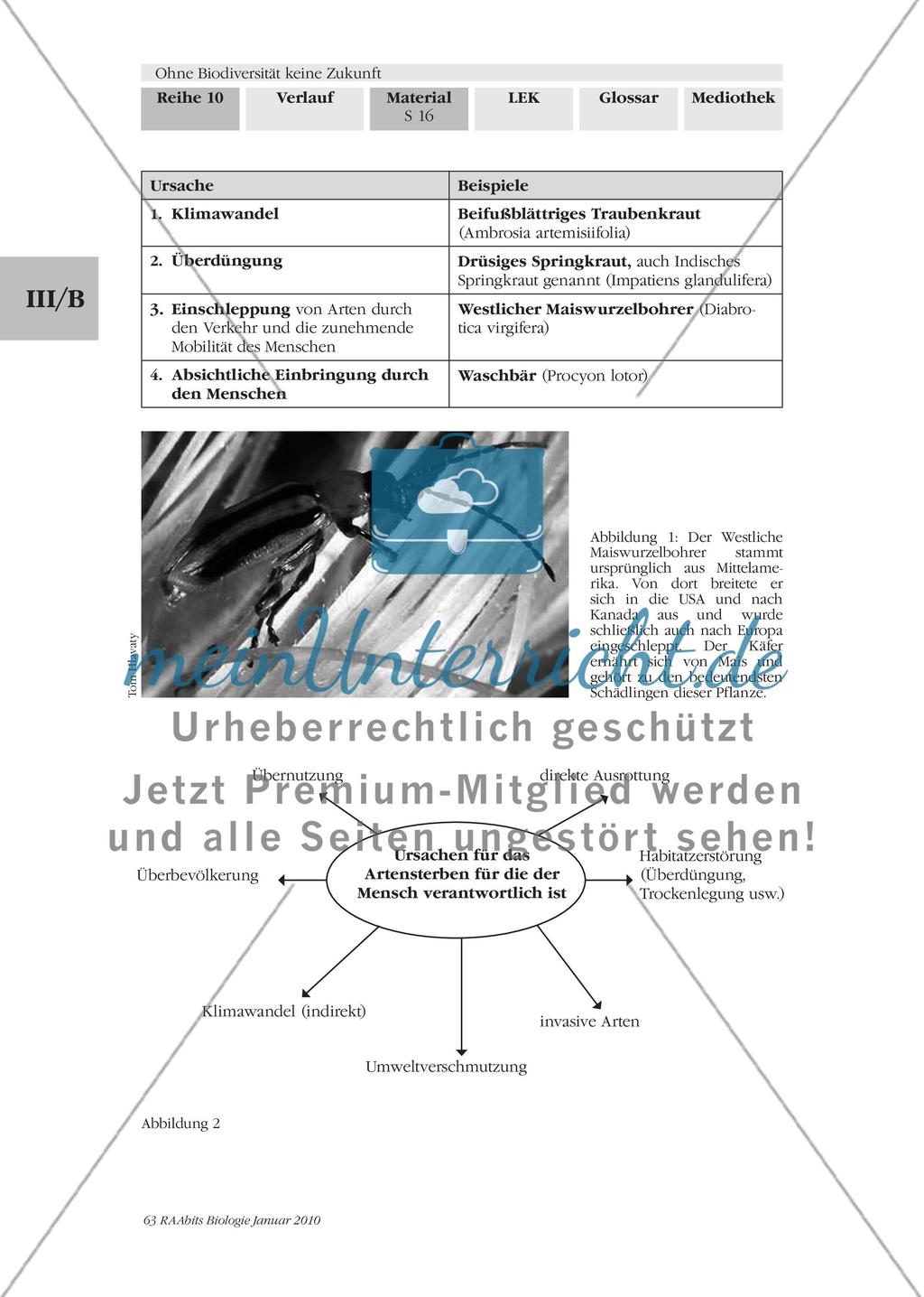 Ko-Evolution und Artensterben Preview 4