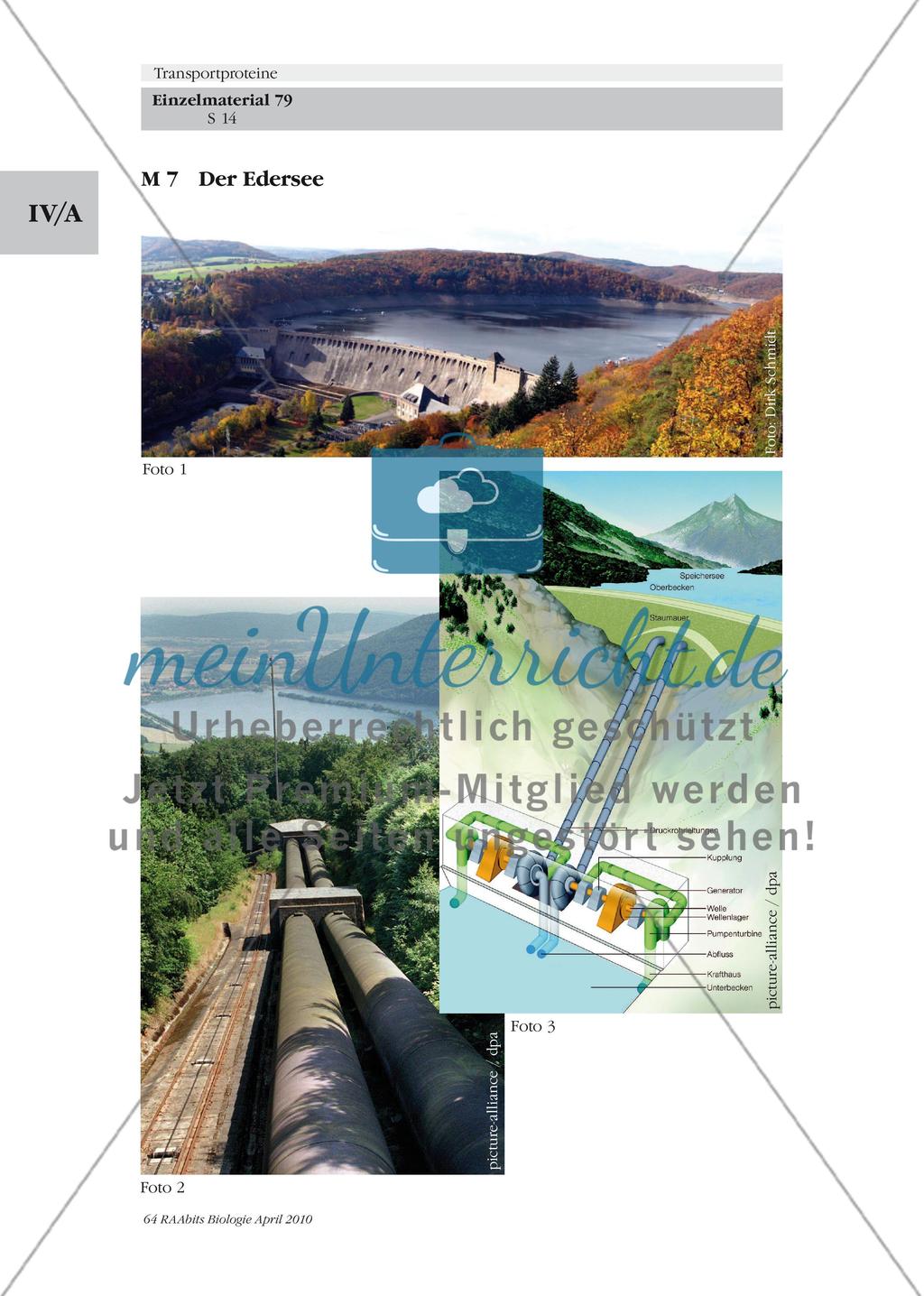 Beispiele von Transportproteinen / Energetik der Transportproteine Preview 5