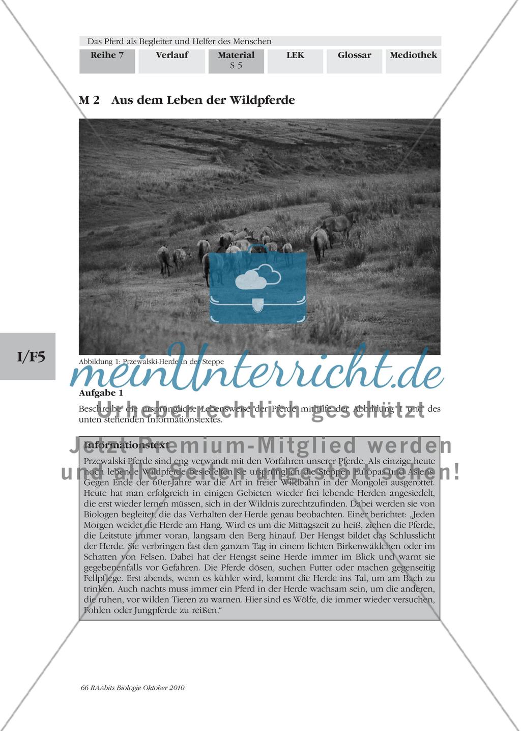 Vom Wildpferd zum Nutztier Preview 4