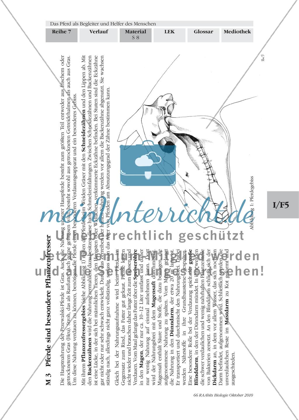 Pferde sind Pflanzenfresser mit besonderem Gebiss und Verdauungstrakt Preview 1