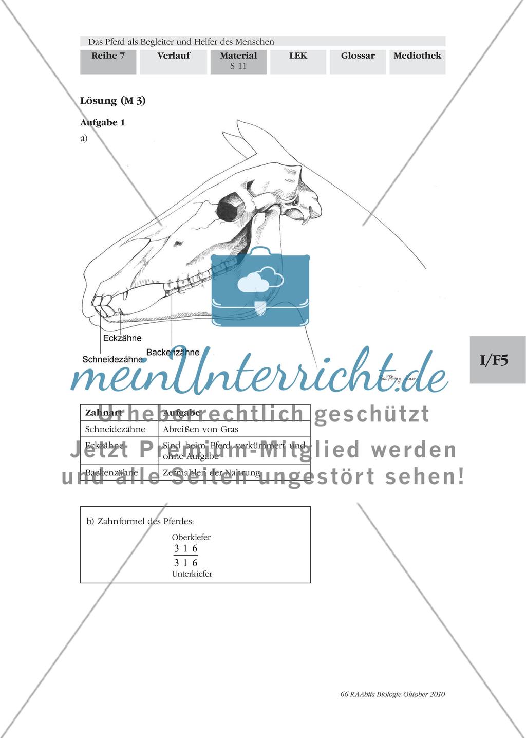 Pferde sind Pflanzenfresser mit besonderem Gebiss und Verdauungstrakt Preview 4