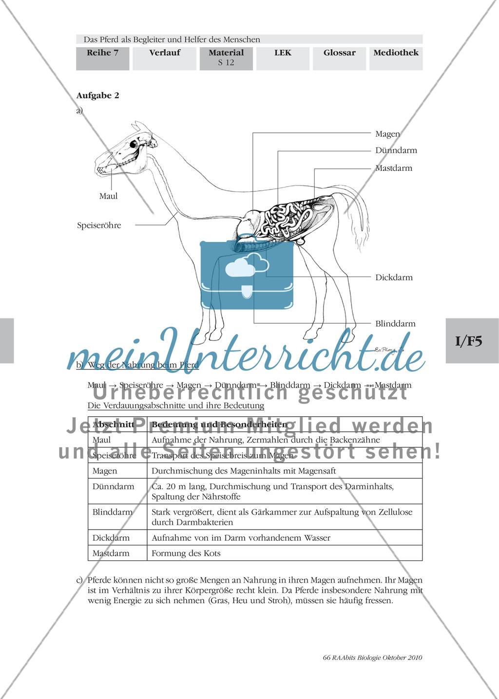 Pferde sind Pflanzenfresser mit besonderem Gebiss und Verdauungstrakt Preview 5