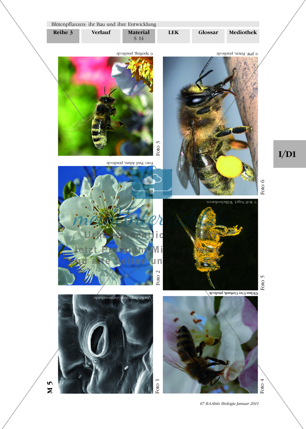 Blütenbau Tulpe, Kirsche: Text, Zeichnen Preview 3