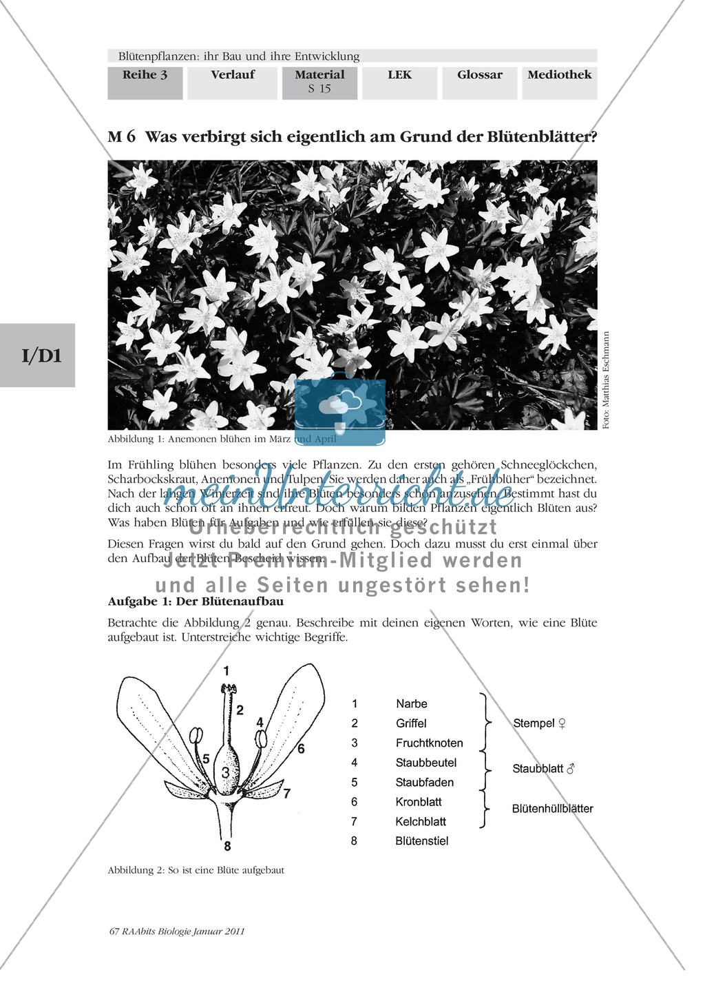 Blütenbau Tulpe, Kirsche: Text, Zeichnen Preview 4