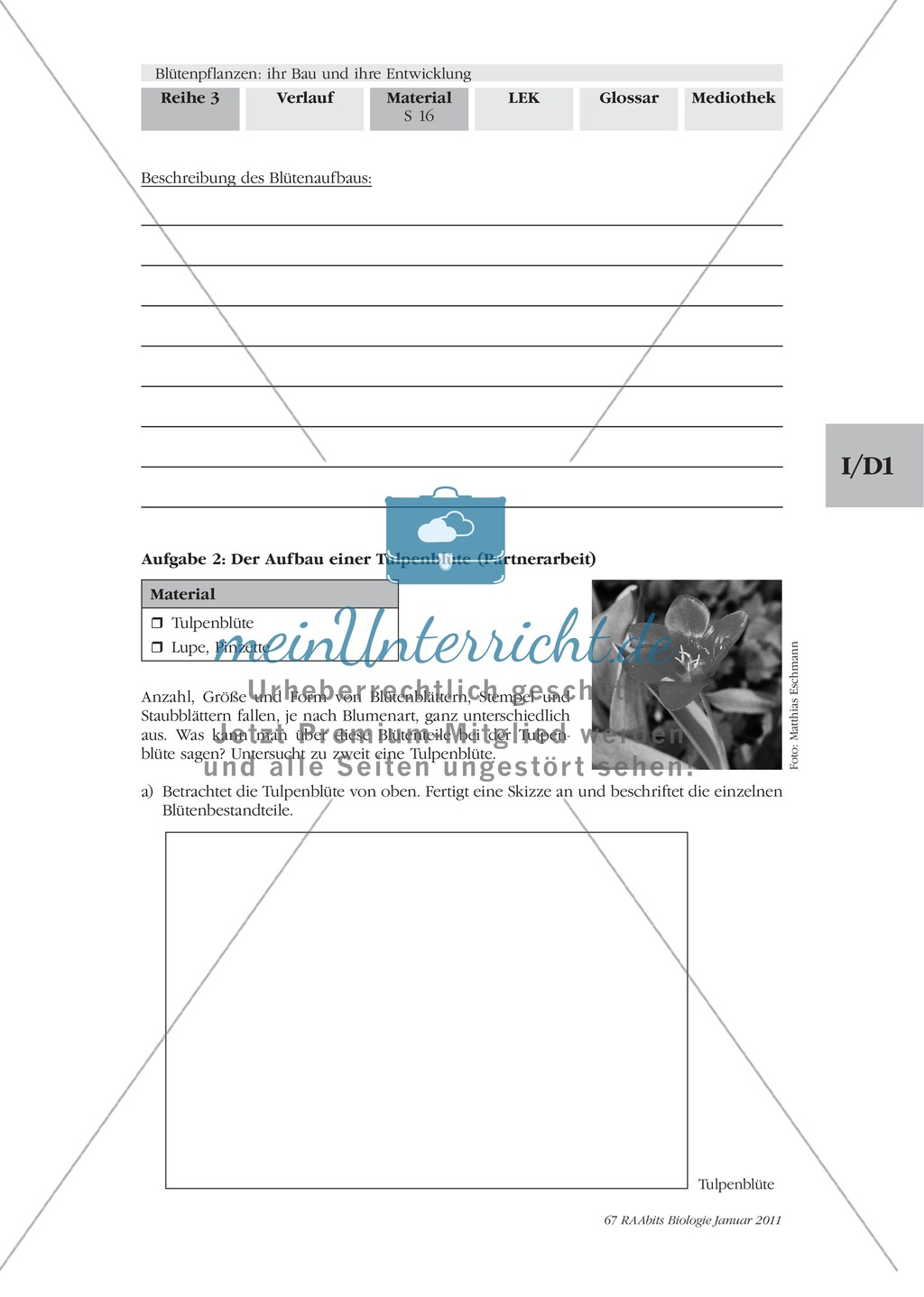 Blütenbau Tulpe, Kirsche: Text, Zeichnen Preview 5