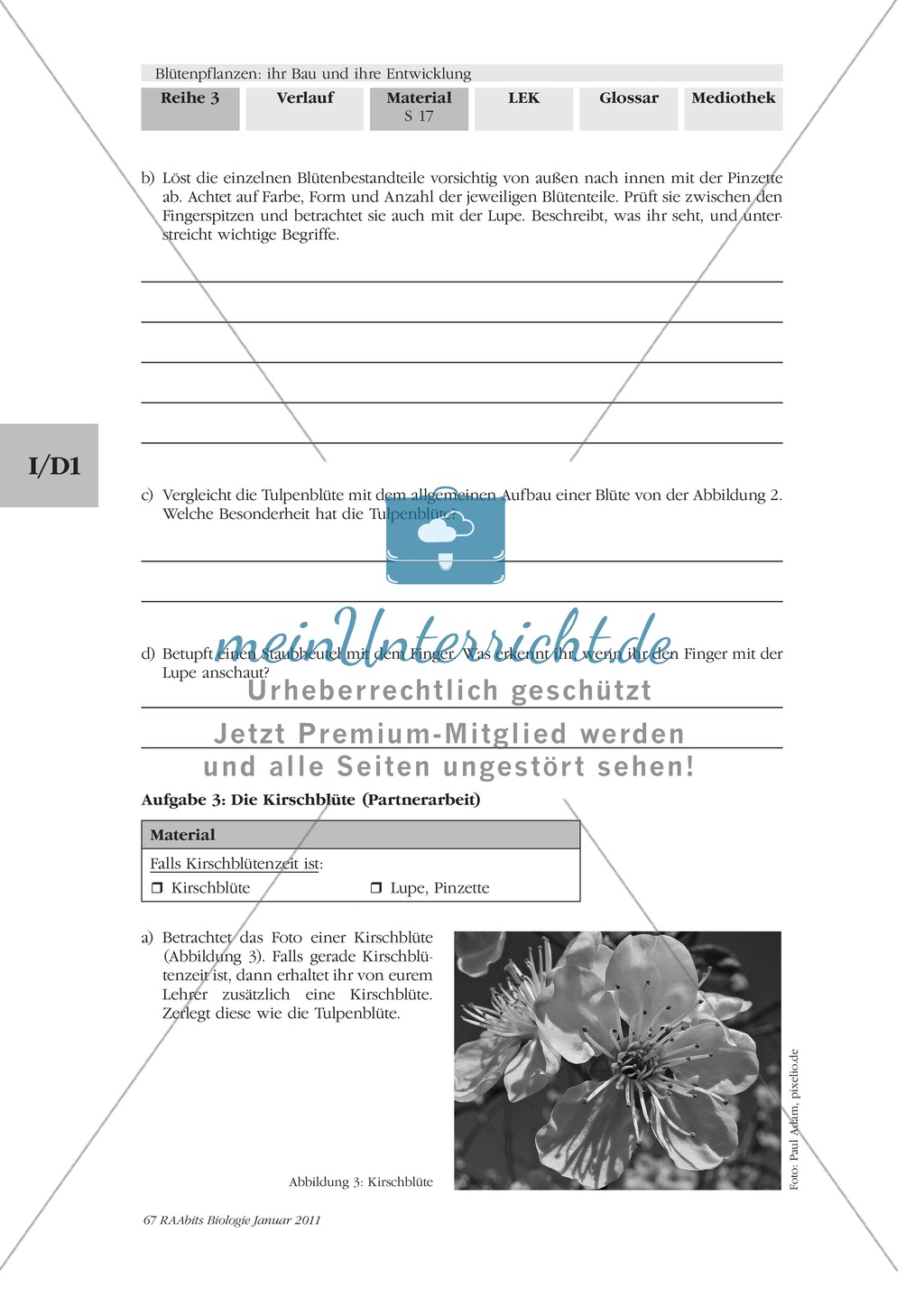 Blütenbau Tulpe, Kirsche: Text, Zeichnen Preview 6