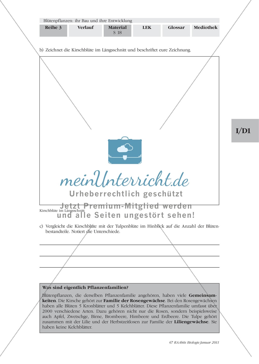 Blütenbau Tulpe, Kirsche: Text, Zeichnen Preview 7