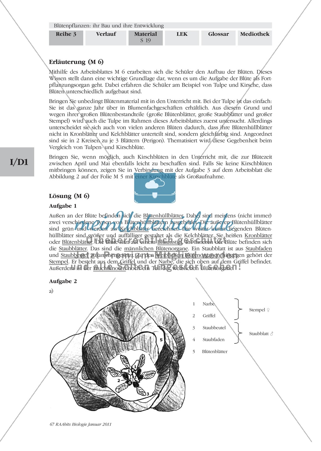 Blütenbau Tulpe, Kirsche: Text, Zeichnen Preview 8