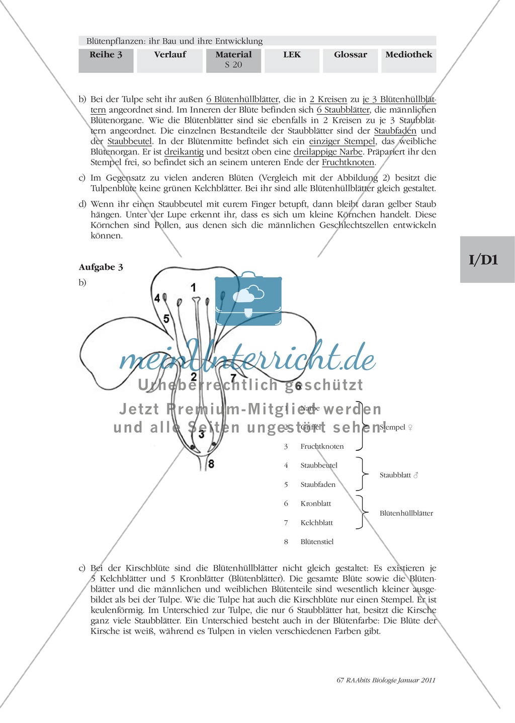 Blütenbau Tulpe, Kirsche: Text, Zeichnen Preview 9