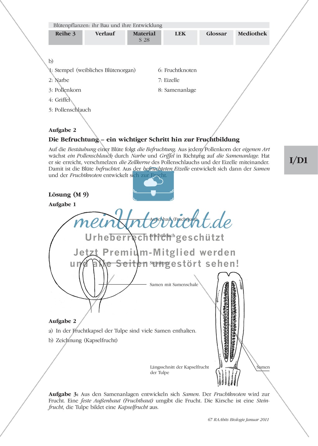 Befruchtung von Blütenpflanzen: Text, Zeichnen, Beschriften Preview 7