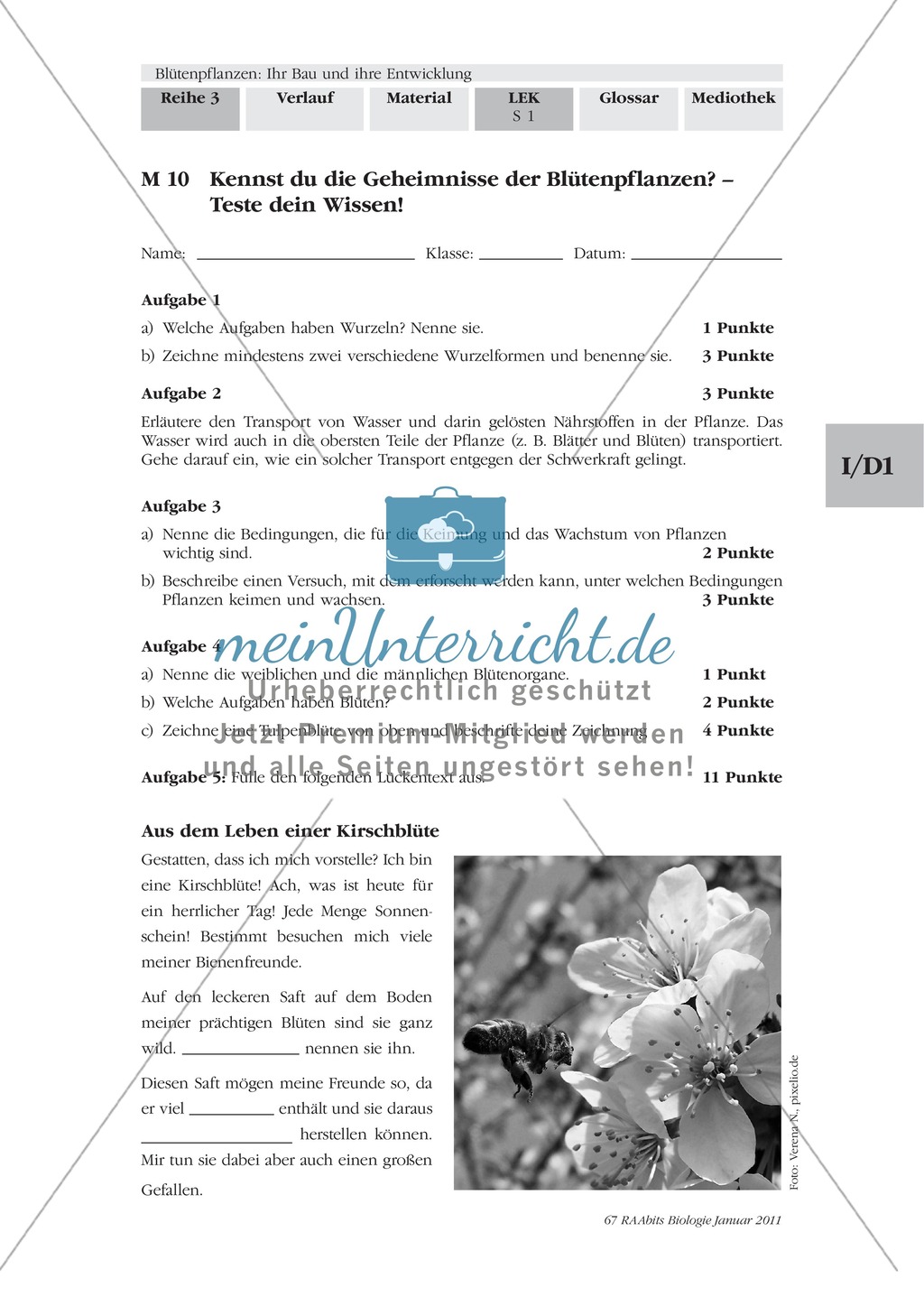 LEK Blütenpflanzen: Lückentext, Zeichnen Preview 1