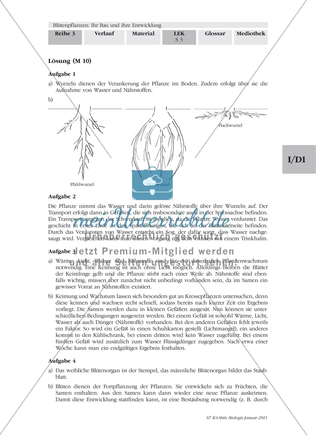 LEK Blütenpflanzen: Lückentext, Zeichnen Preview 3