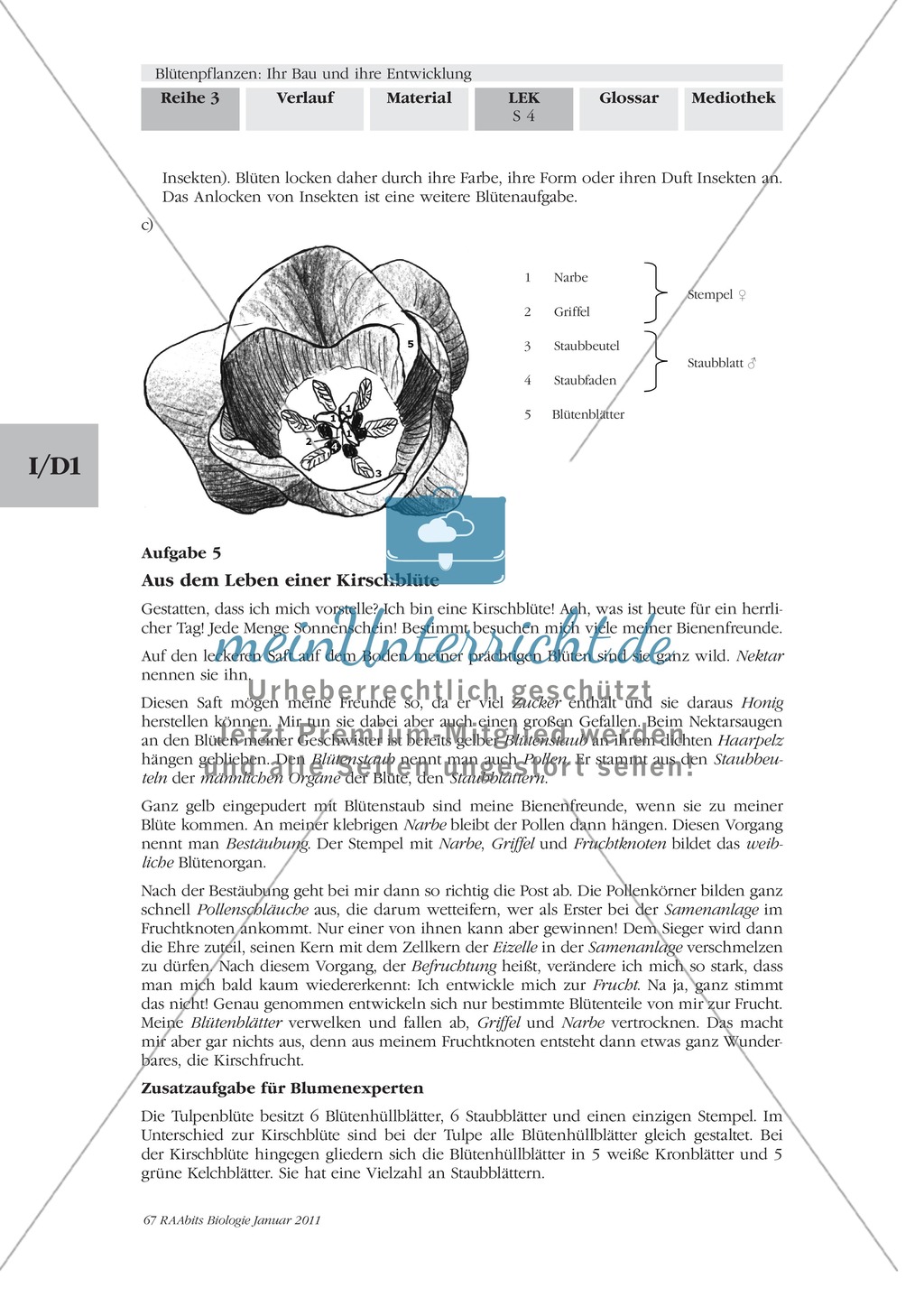 LEK Blütenpflanzen: Lückentext, Zeichnen Preview 4
