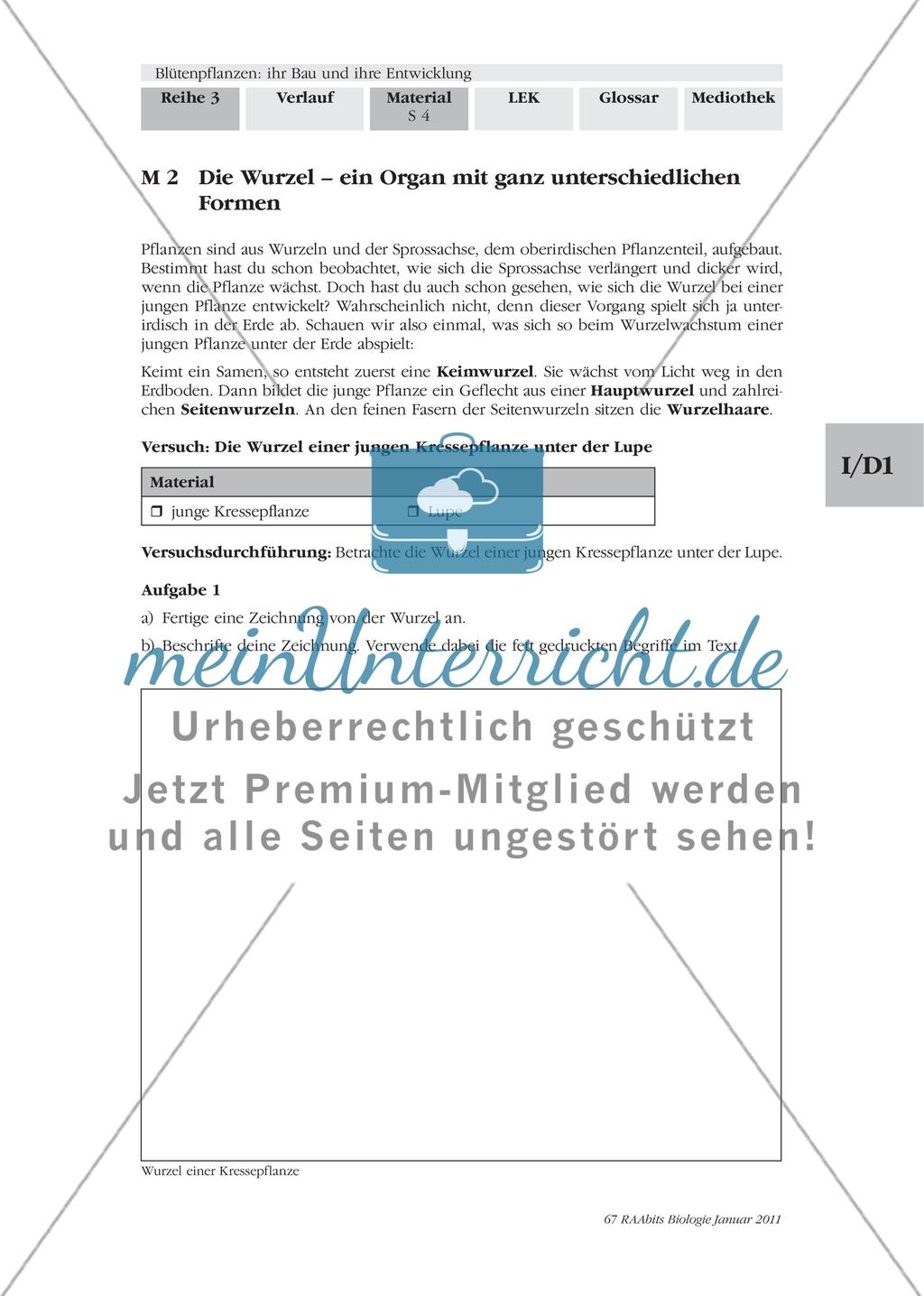 Blütenpflanzen: ihr Bau und ihre Entwicklung M2-M3 Preview 1