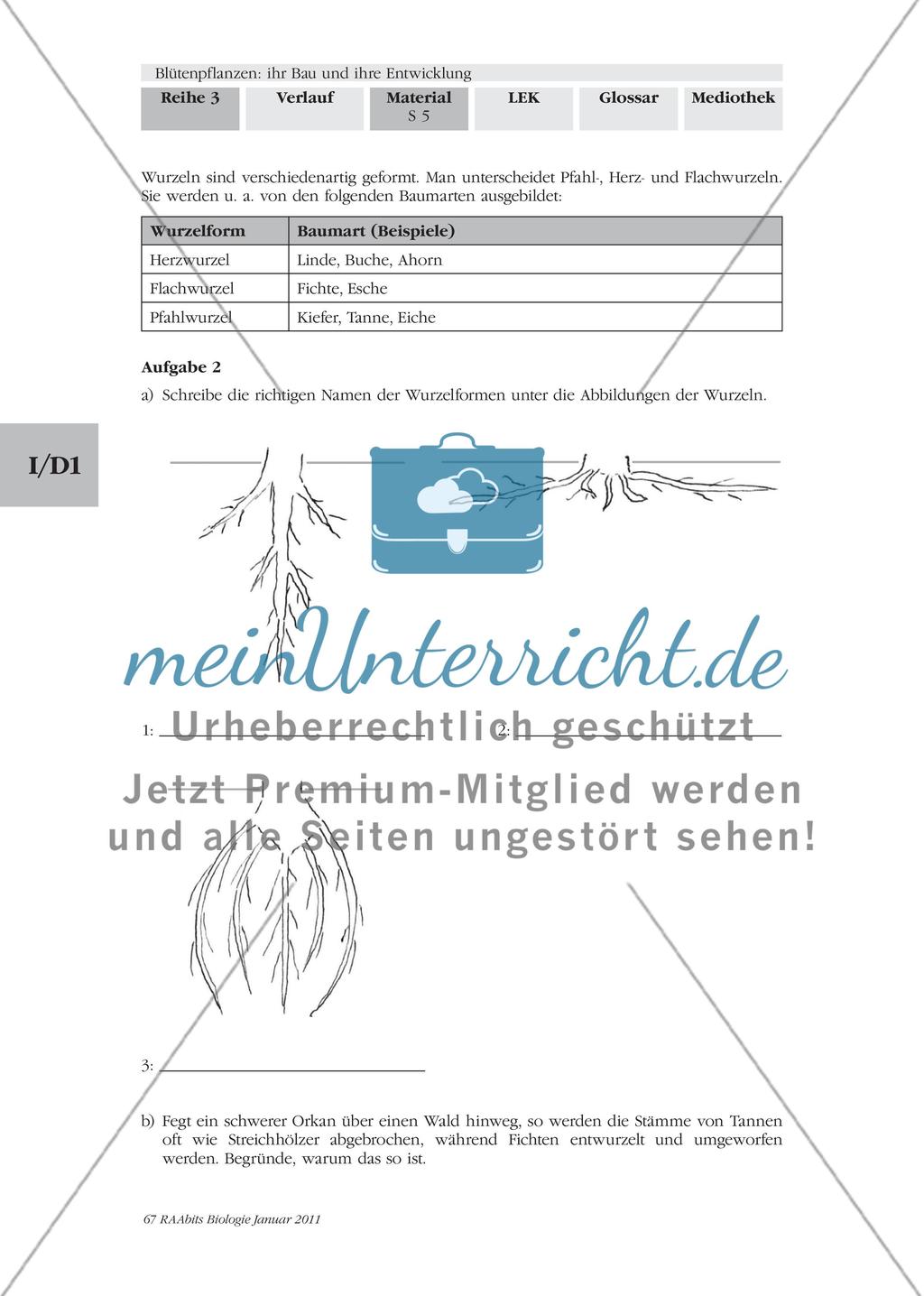 Blütenpflanzen: ihr Bau und ihre Entwicklung M2-M3 Preview 2