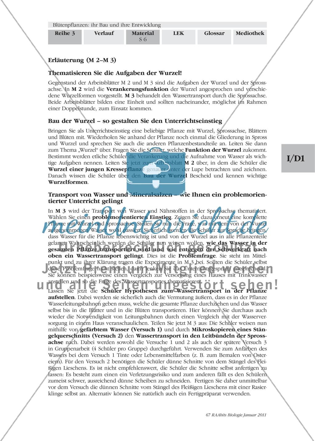 Blütenpflanzen: ihr Bau und ihre Entwicklung M2-M3 Preview 3